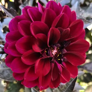 artisan fleuriste