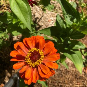 Au jardin,magnifique