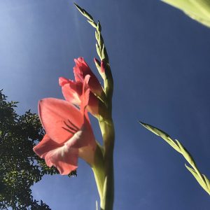 Au jardin,magnifique