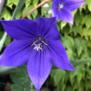 Au jardin,magnifique