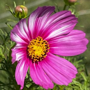 Au jardin,magnifique