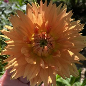 Au jardin,magnifique
