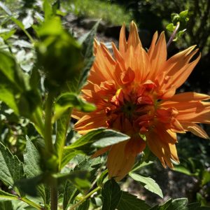 Au jardin,magnifique