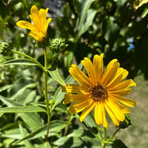 Au jardin,magnifique