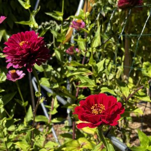 Au jardin,magnifique