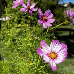Au jardin,magnifique