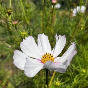 Au jardin,magnifique
